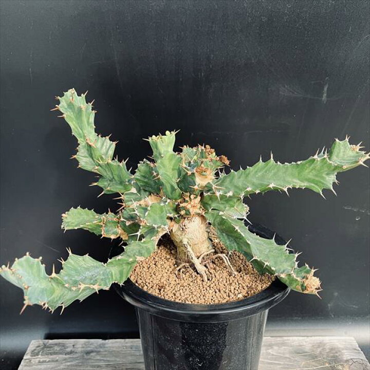 楽天市場】コーデックス：ユーフォルビア トルチラマ 実生*葉幅28cm  