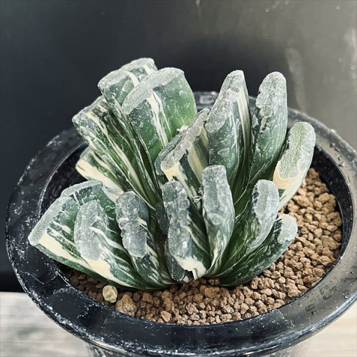 楽天市場】☆特価☆多肉植物：ハオルチア 玉扇錦*幅7.5cm 現品！一品 