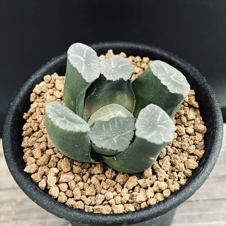 楽天市場】多肉植物：ハオルチア 万象*S 幅5cm : 遊恵盆栽 楽天市場店 