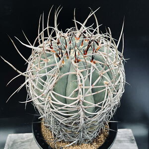 サボテン:ギムノカリキウム 光琳玉 自根*幅14cm 現品!一品限り