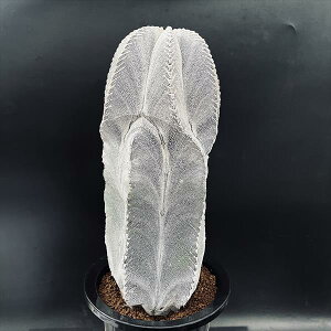 T{eFAXgtBc@aP@cM*13cm@iIi