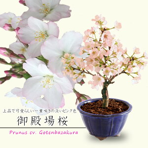 ~j~́Fa(Y։ԗFj*y2026NtJԁzyyΉzy~́zbonsai