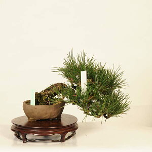 ~ IFO͍*i ܂@N}c@Kuromatsu bonsai i~