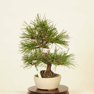 ~ IFO͍*@i ܂@N}c@Kuromatsu bonsai i~