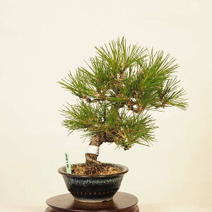 ~ IFO͍*@i ܂@N}c@Kuromatsu bonsai i~