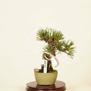 ~ IFO͍*@i ܂@N}c@Kuromatsu bonsai i~