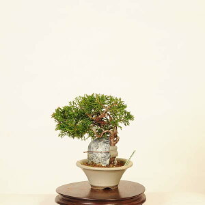~́F^Εt i* ς@VpN Sabina chinesis@Shinpaku bonsai i~