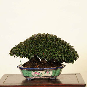 ~ IFkɊi`JYj@i* ߂񂩂@ Kazura bonsai i~