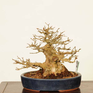 ~́@IF@i*Ł@JGf@Kaede bonsai Acer i~
