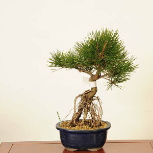 ~ F*@i ܂@N}c@Kuromatsu bonsai i~