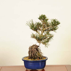 ~ F*@i ƂԂ܂@N}c@Kuromatsu bonsai i~