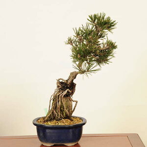 ~ F*@i ƂԂ܂@N}c@Kuromatsu bonsai i~