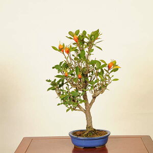 ~́Fq *i Ȃ@N`iV@Minarikuchinashi@ bonsai i~