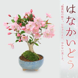 盆栽：花かいどう*(祥石(二代目)空色鉢) 送料無料　花海棠　垂糸海棠【2026年春開花】bonsai
