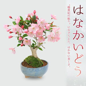 ~́FԂǂ*(ː()F)*@ԊC@Cy2025NtJԏIzbonsai