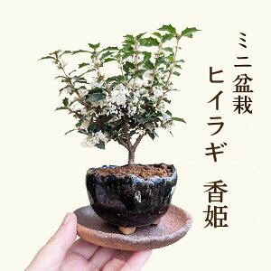 ~j~́FqCM@P*inėFj󂯎Mt A~͕AЂ炬Ђ bonsai