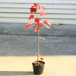 ؁EA؁FAJnimLixjJGfjbhTZbg*@gt@g@gJGf