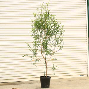 I؁@A؁@cFEJ@{[VO[*@160cm@i@} ߂ꂤ