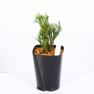 ÓT|AFti}cojudiفv*܂΂@₦