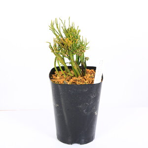 ÓT|AFti}cojuiَqv*܂΂