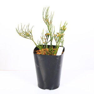 ÓT|AFti}cojuliցv*܂΂