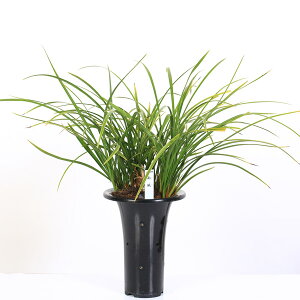 ÓT|AF{t@u앗viȂՂj*ɂق񂵂