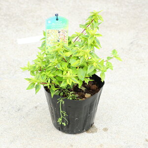 ؕcEAؕcFAxAiJChXR[vj*ׂ肠@AxA@5|bg@}֔