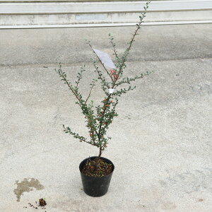 ؕcEAؕcFRglAX^[(OERtBX)*gh@xjV^@Ƃ˂[