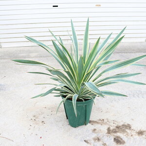 ؁EA؁FbJioGK[^j8劔IS70cm@*胆bJ 