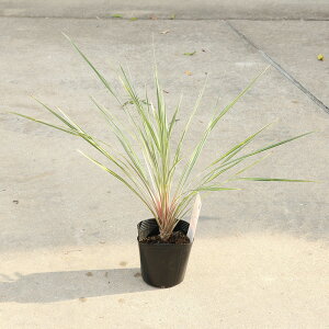 ؁@A @cFRWl@sNVpisNVyj@5*邶