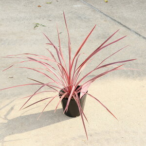 ؁@A @cFRWl@`[[{[C@5*邶