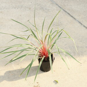 ؁@A @cFRWl@}WbNX^[@5*