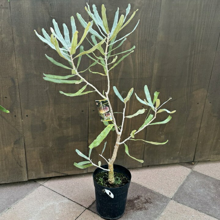 楽天市場】観葉植物 鉢花 苗：バンクシア メンジーシー*6号 Banksia 