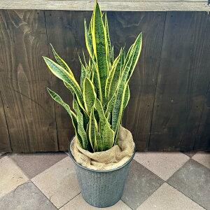 ϗtAFTXxA [`*Jo[ TZxA [eB[ 2ł͂ ^}g