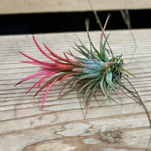 ϗtA@GA[vcF`WA CIi^ tGS*GAvc ^OȂ