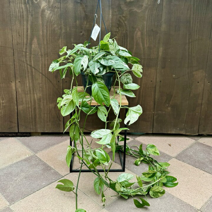 楽天市場】おしゃれ 観葉植物：エピプレナム ピナツム バリエガータ 
