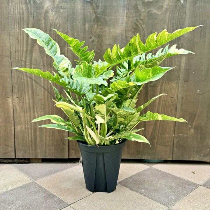 楽天市場】おしゃれ 観葉植物：フィロデンドロン リングオブファイアー 
