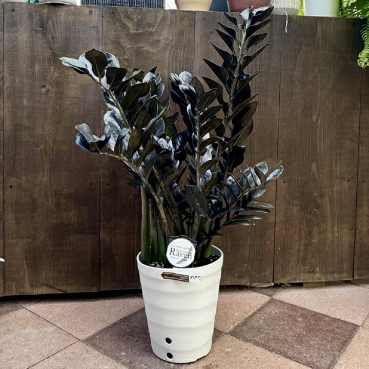 楽天市場】観葉植物：金銭樹 ザミオクルカス レイヴン*8号プラポット 