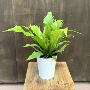 ϗtAFAXvjE*4v|bg ^j^