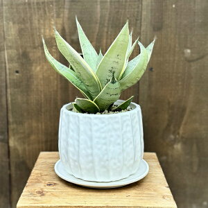 ϗtA FIׂ܂FTXxA Vo[nj[ A Mt*TZxA