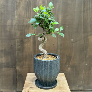 �ϗt�A�� ���F�I�ׂ܂��F�K�W���}�� ���A�� ��M�t*�ː������� Ficus microcarpa