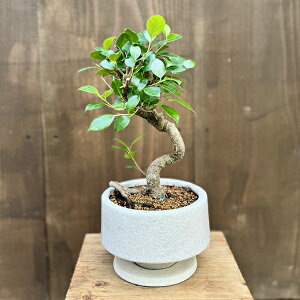 �ϗt�A���F�K�W���}�� ���A�� ��M�t*�ː������� Ficus microcarpa