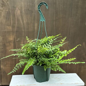 ϗtAFAXvjE p[ofB*5݂蔫