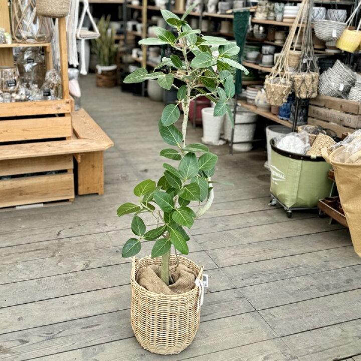 楽天市場】おしゃれ 観葉植物：フィカス ベンガレンシス 鉢カバー 