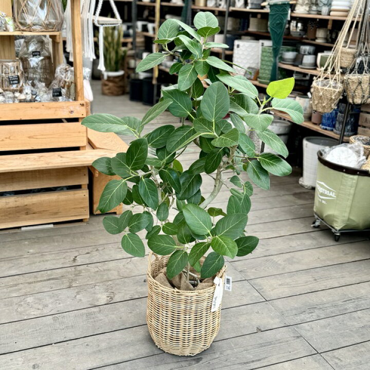 楽天市場】おしゃれ 観葉植物：フィカス ベンガレンシス 鉢カバー 