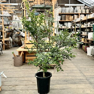 観葉植物 ジャボチカバの人気商品・通販・価格比較 - 価格.com