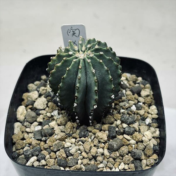 楽天市場】サボテン：ゲオヒントニア メキシカーナ 実生*幅4cm 現品 