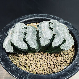 AFnI`A ʐ@}OjtBJ@c}X*8.5cm@iIi