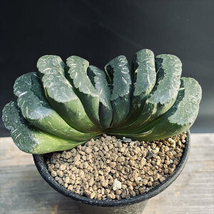 AFnI`A@^ʐ@N-5@*6.5cm@iIi