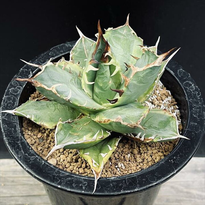 楽天市場】多肉植物：アガベ チタノタ錦 黄覆輪*幅11cm 現品！一品  